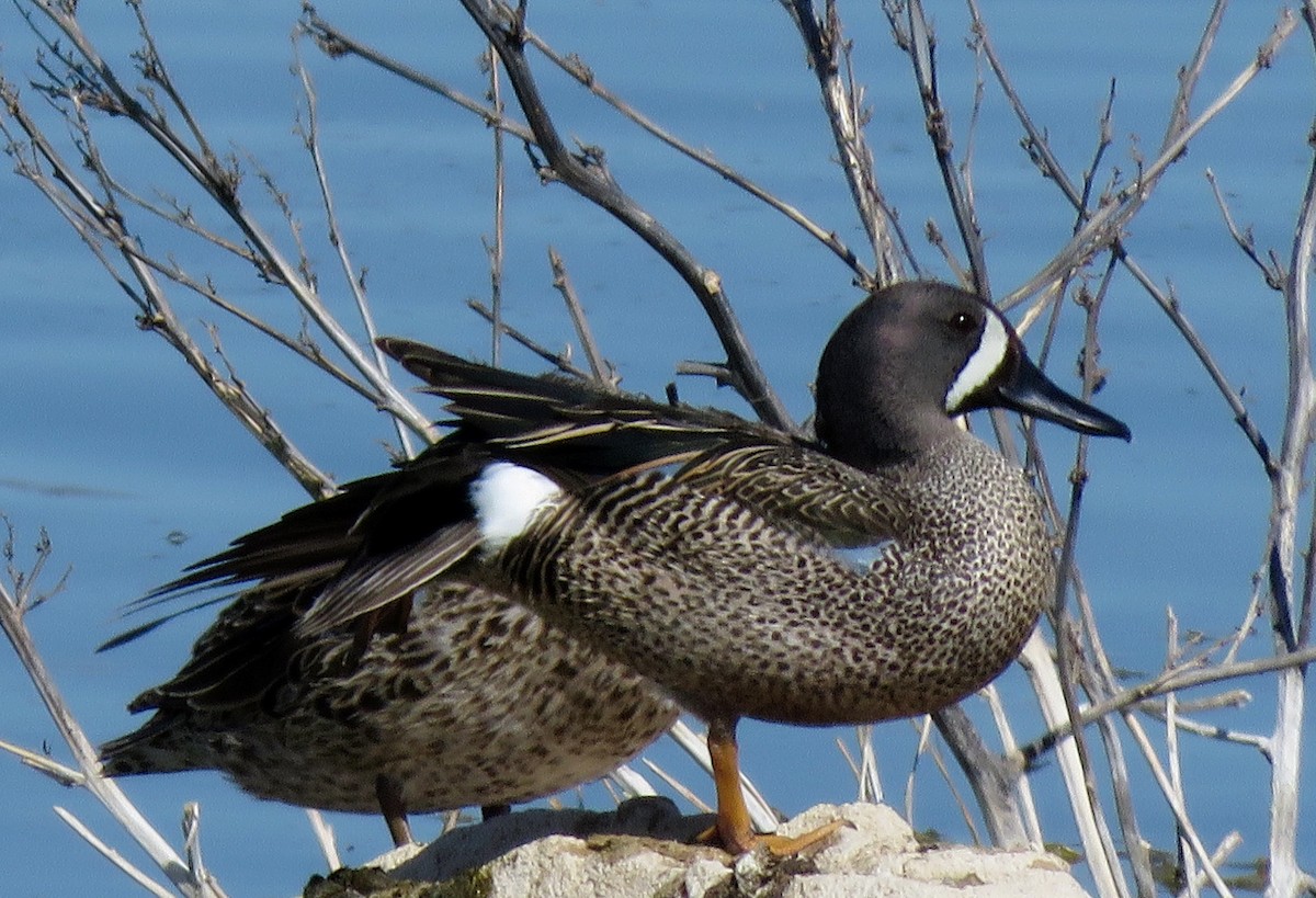 Blue-winged Teal - ML154258081