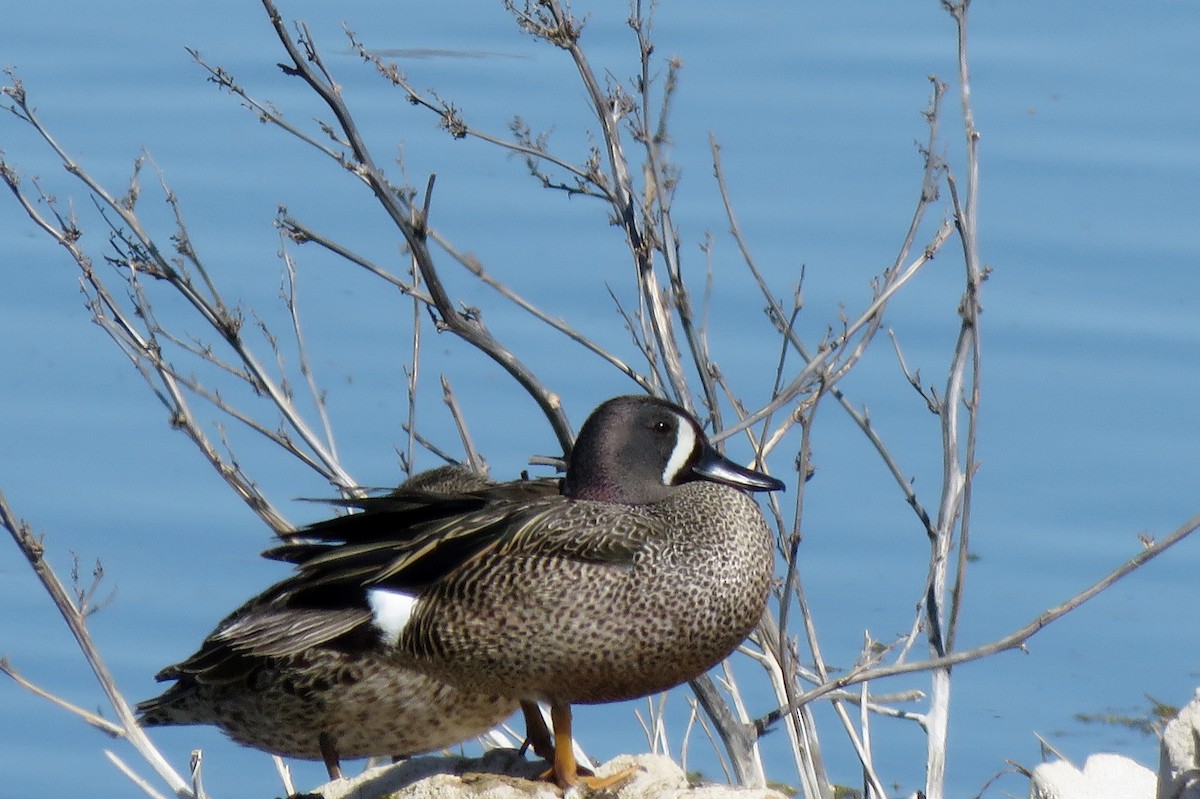 Blue-winged Teal - ML154258371