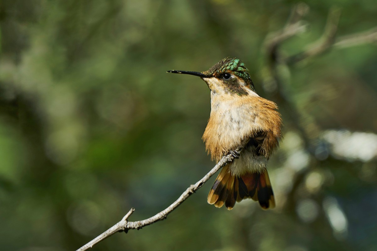 Slender-tailed Woodstar - Jorge  Quiroga