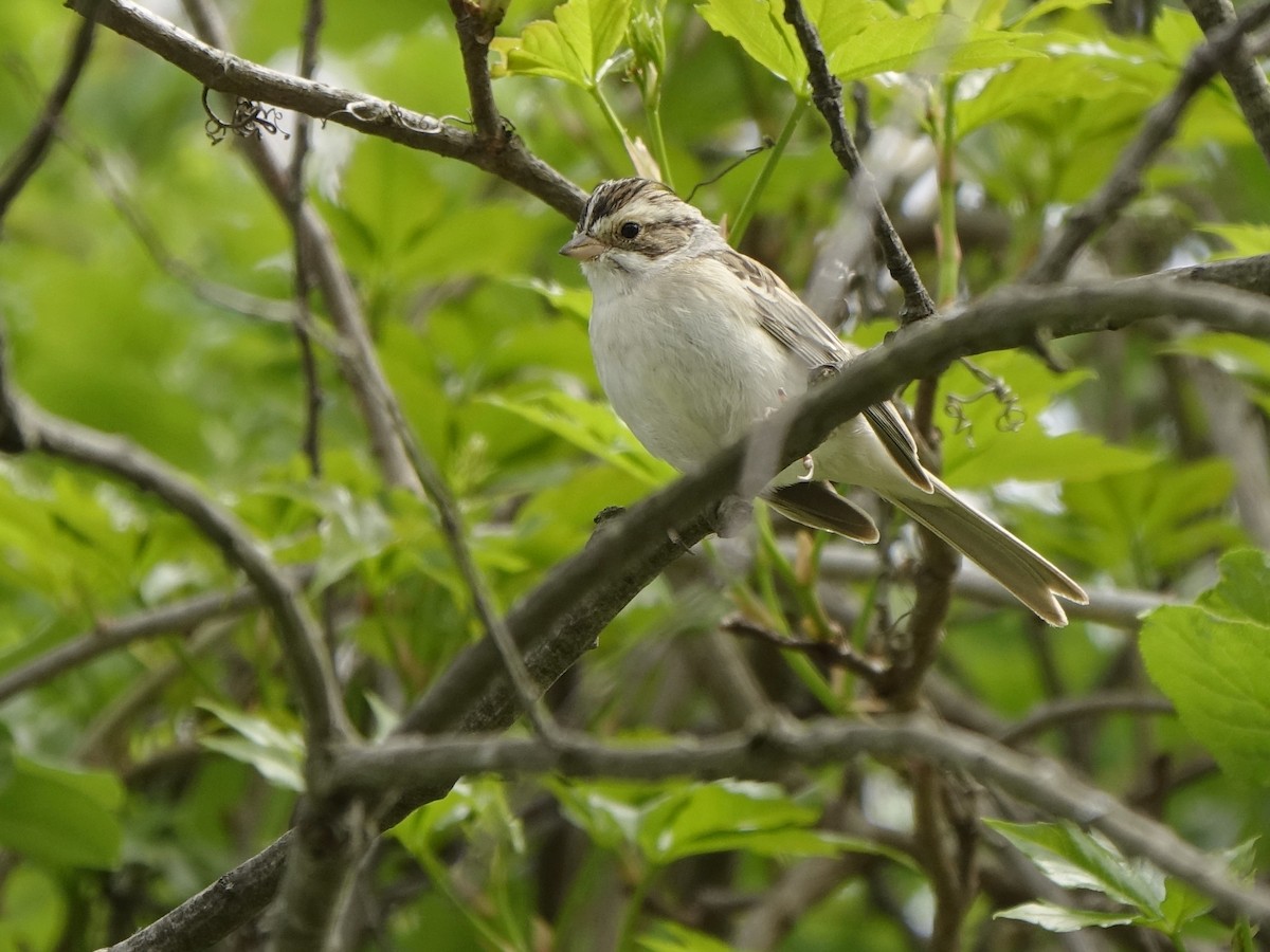 Clay-colored Sparrow - ML154262031