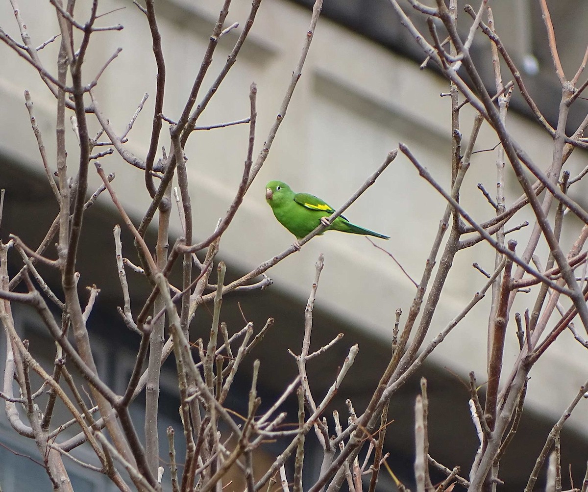 Yellow-chevroned Parakeet - Club de Observadores de Aves Reserva Ecológica Costanera Norte