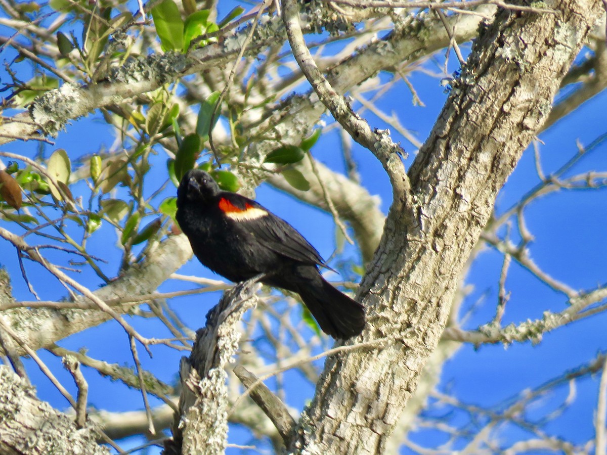 Red-winged Blackbird - Craig Watson