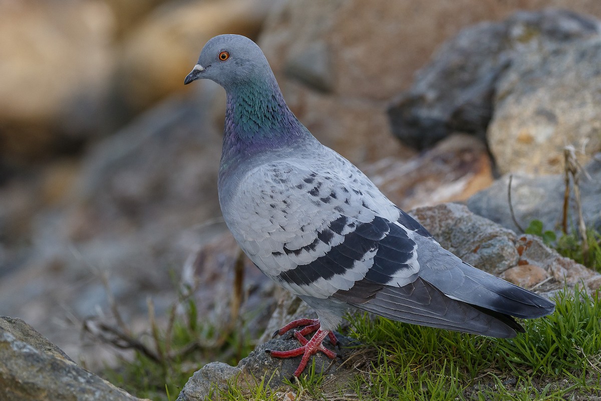 Rock Pigeon (Feral Pigeon) - Alan Wells