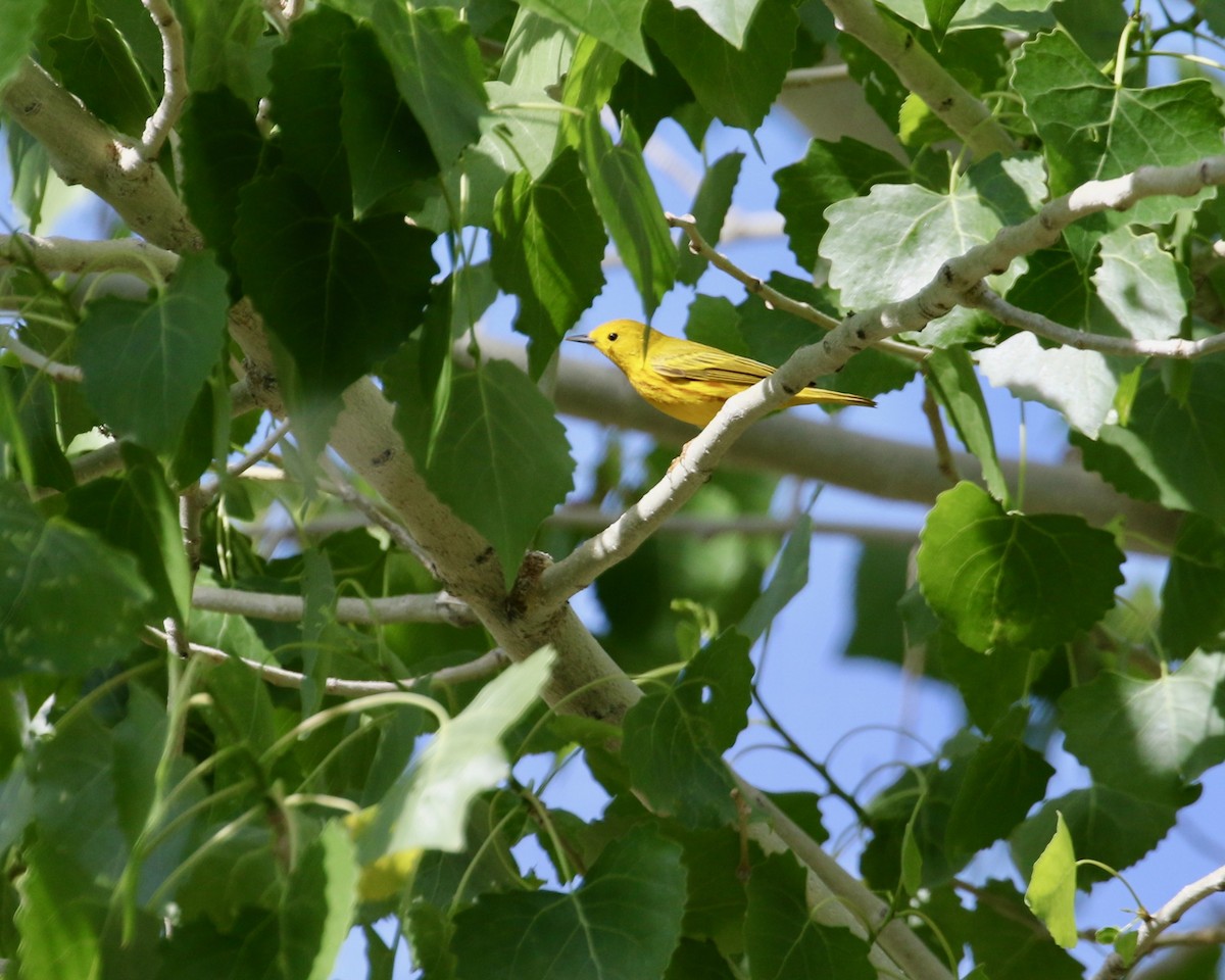 Yellow Warbler - Mickey Dyke
