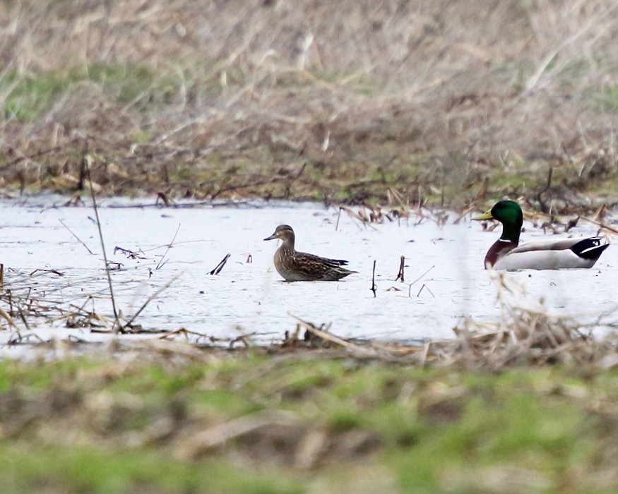 Green-winged Teal - ML154280171