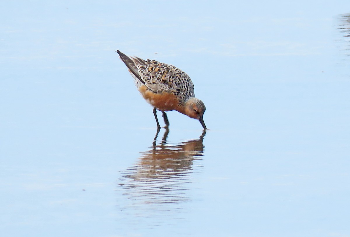 Red Knot - ML154280971