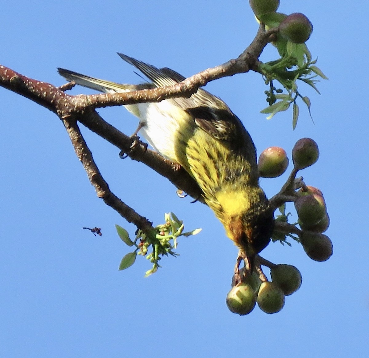 Cape May Warbler - ML154281911