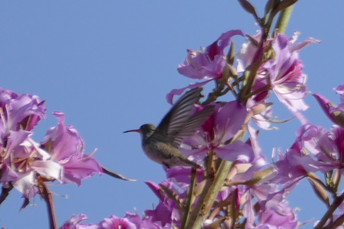 Violet-crowned Hummingbird - ML154283971