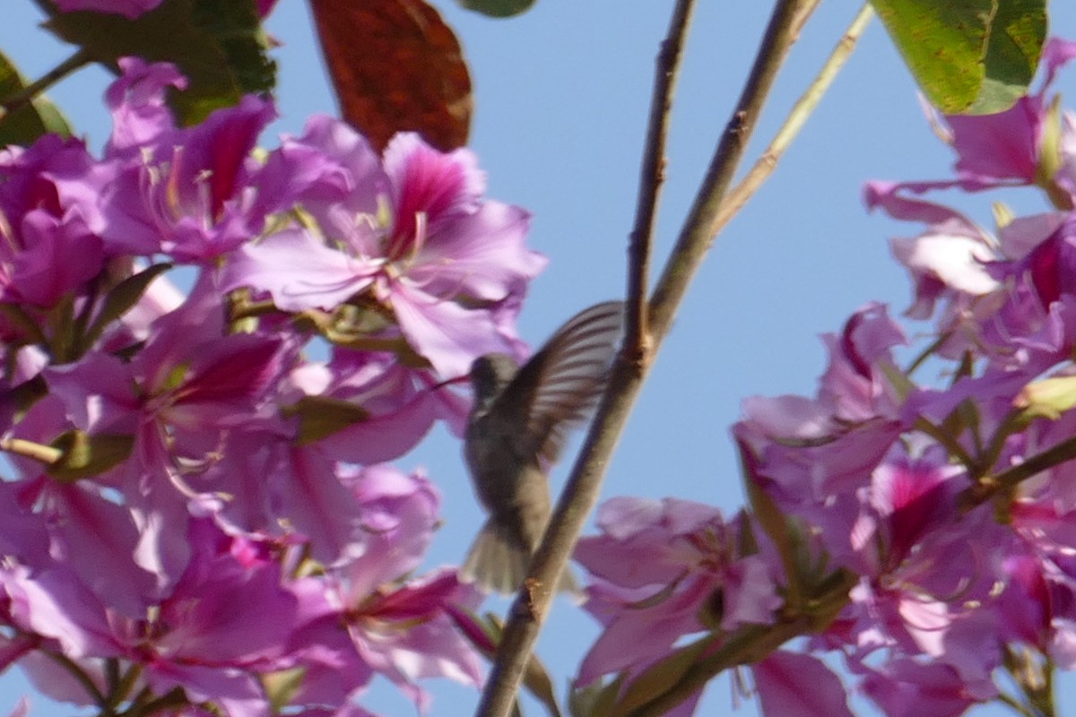 kolibřík fialovokorunkatý - ML154283981