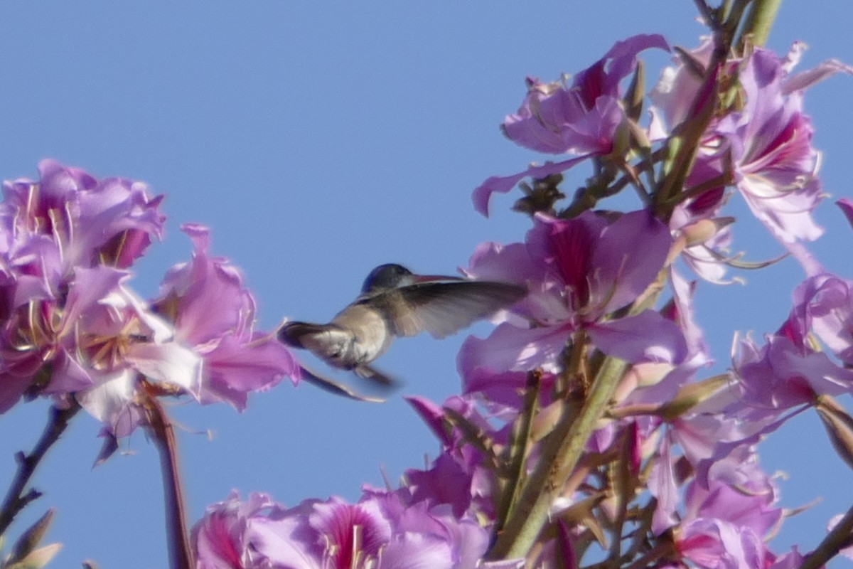 kolibřík fialovokorunkatý - ML154283991
