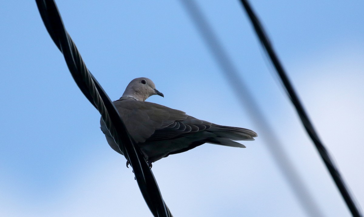 Eurasian Collared-Dove - Jay McGowan