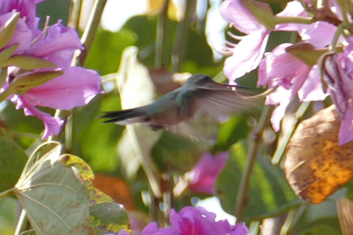 kolibřík širokozobý - ML154287411