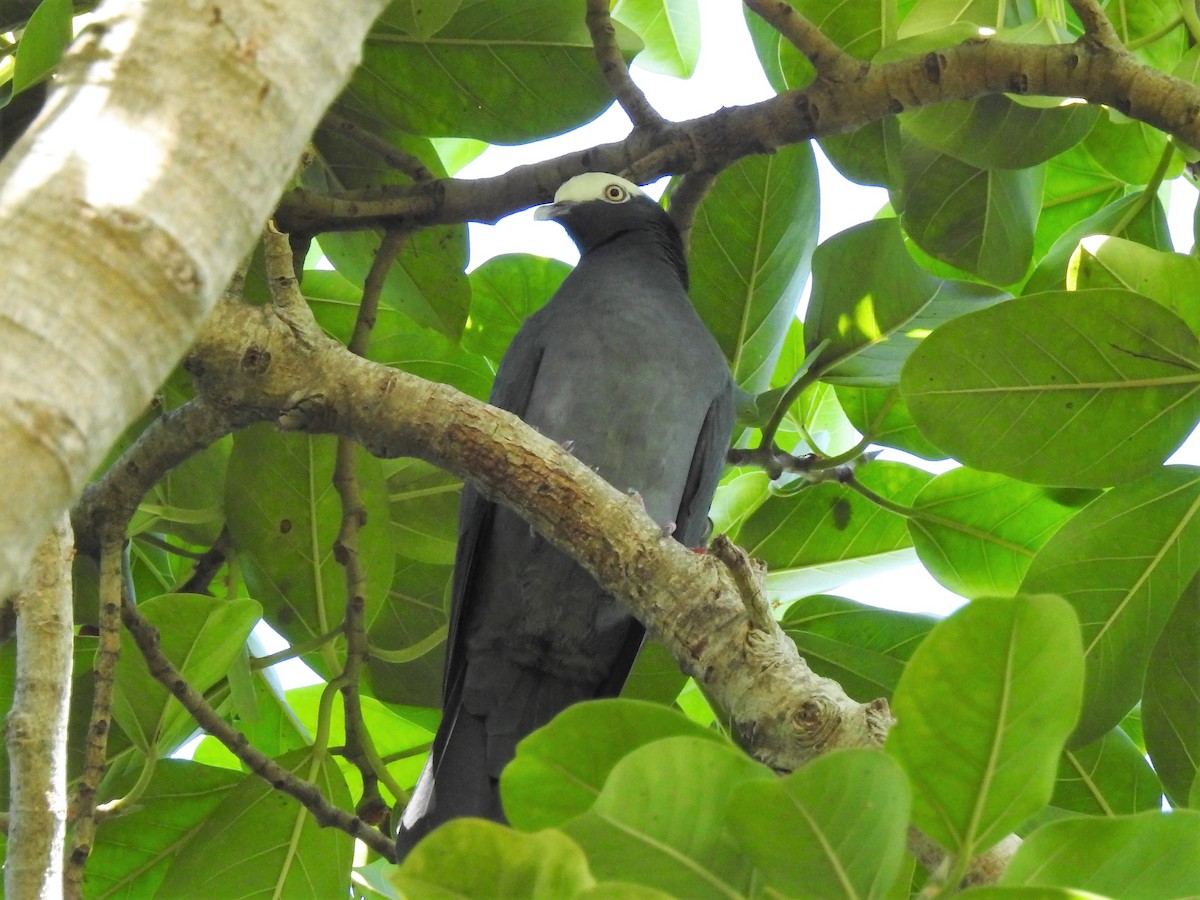 White-crowned Pigeon - ML154290571