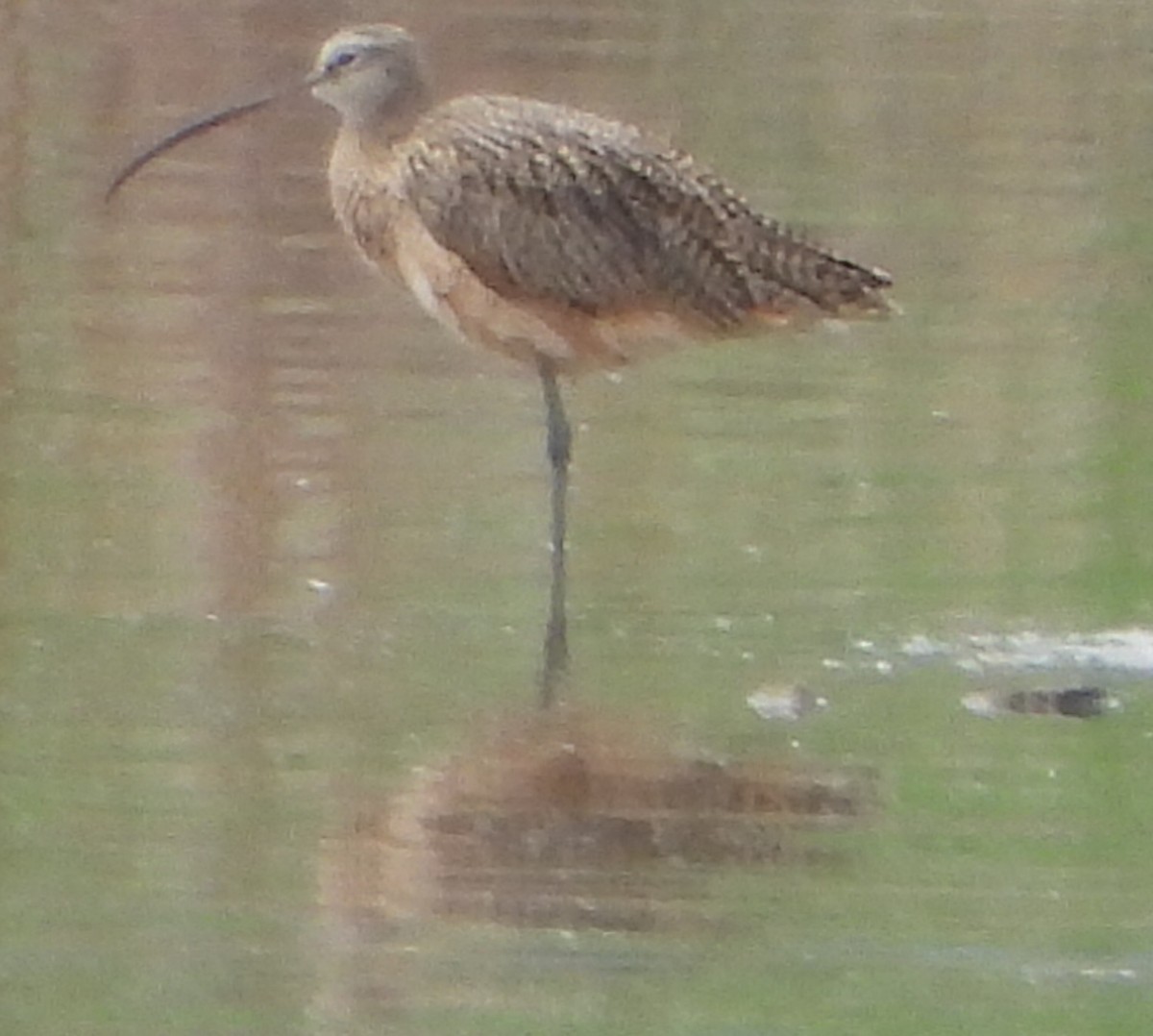 Long-billed Curlew - ML154291211