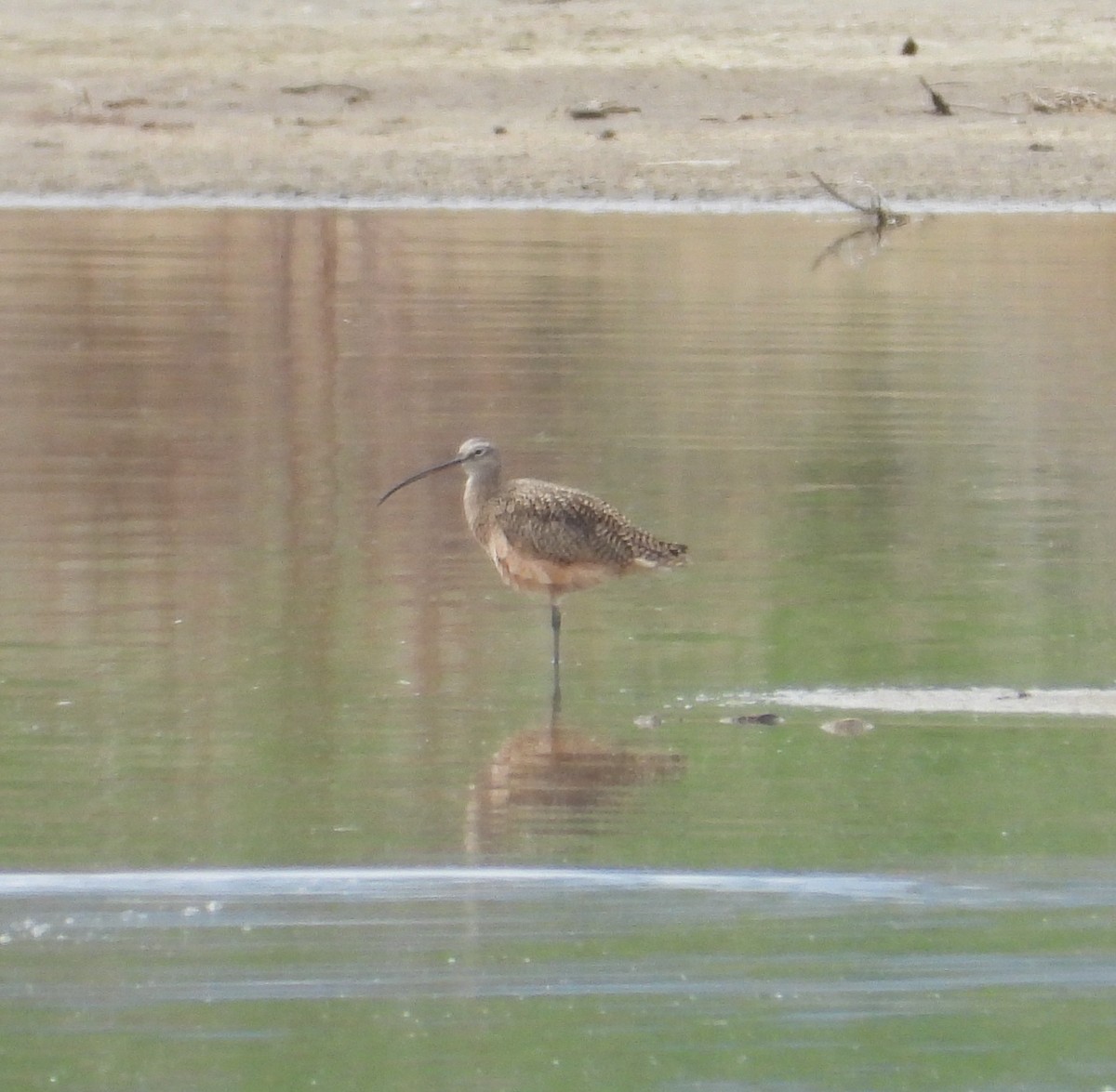 Long-billed Curlew - ML154291221
