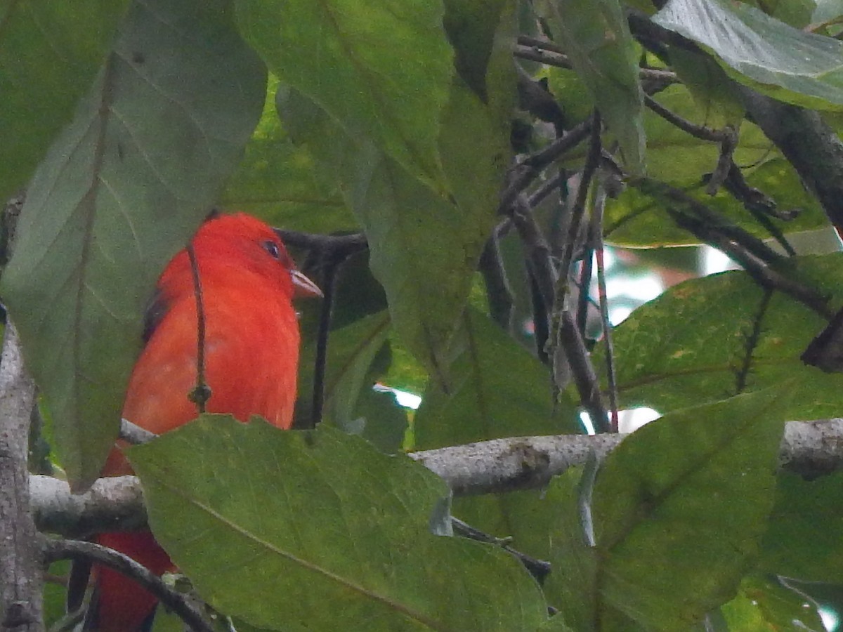 Scarlet Tanager - ML154292561