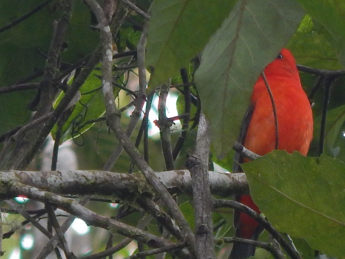 Scarlet Tanager - ML154292571