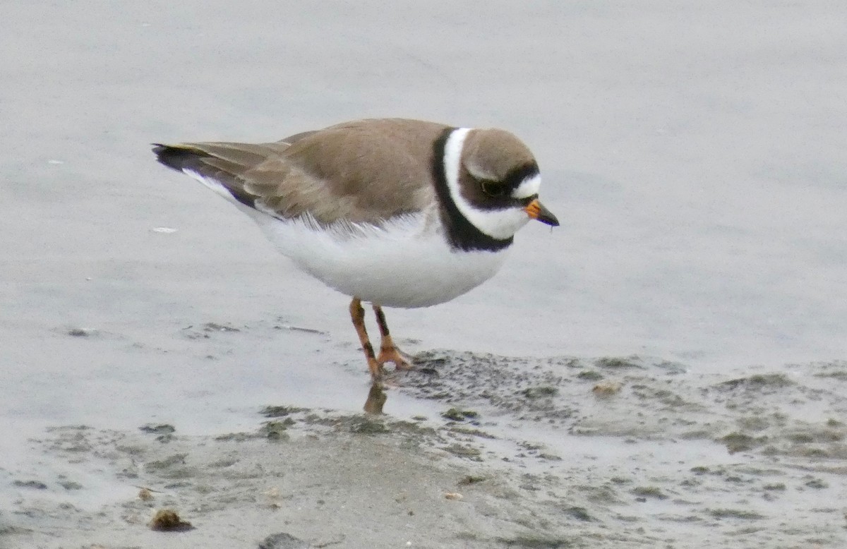 Semipalmated Plover - ML154294251