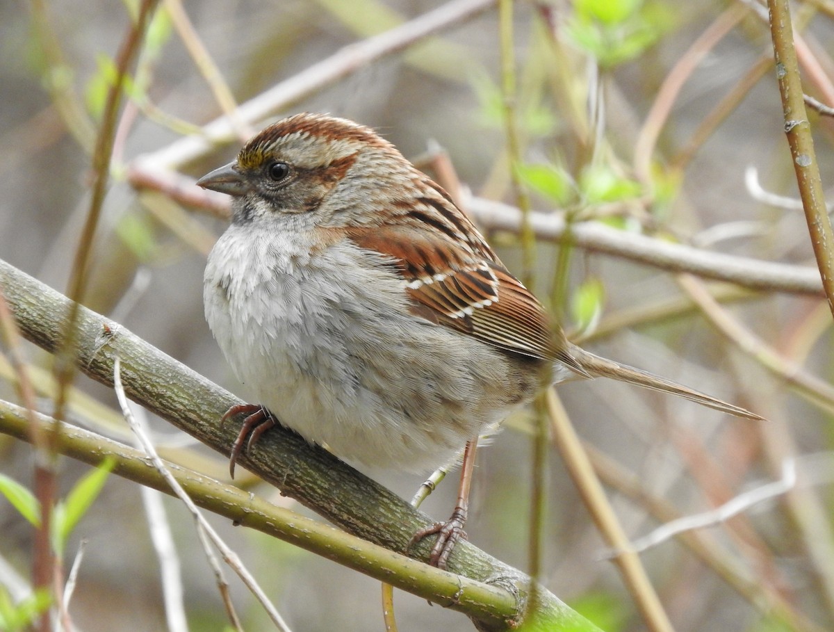 White-throated Sparrow - Cristina Hartshorn