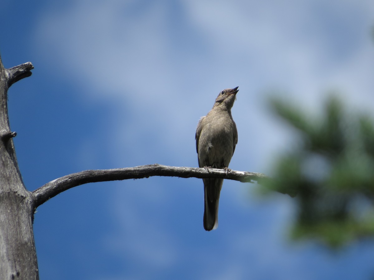 Townsend's Solitaire - ML154296401