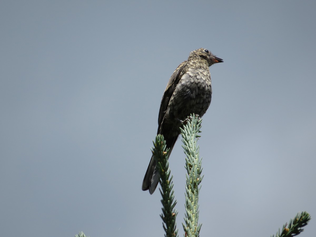 Townsend's Solitaire - ML154296441