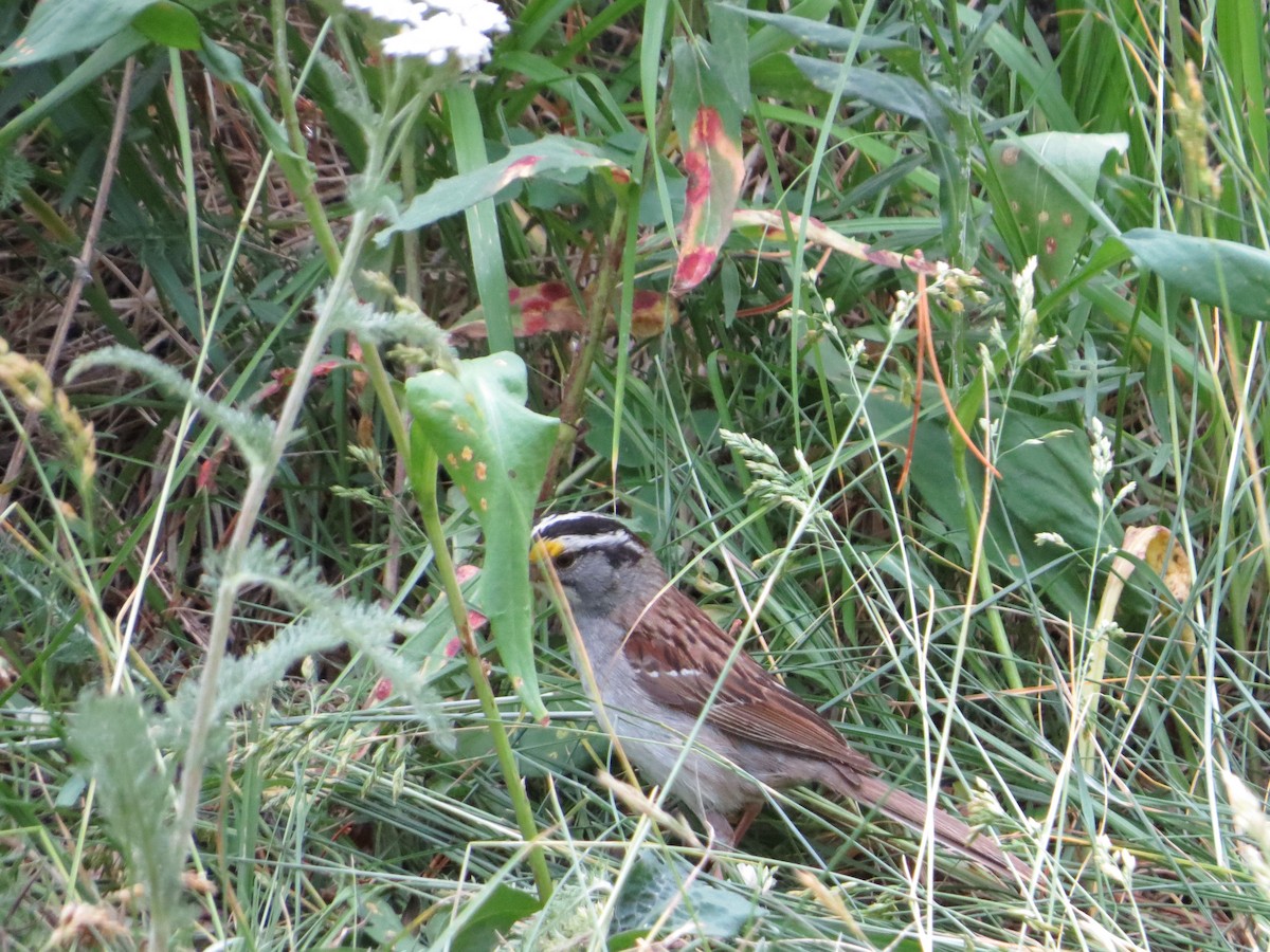 White-throated Sparrow - ML154296931