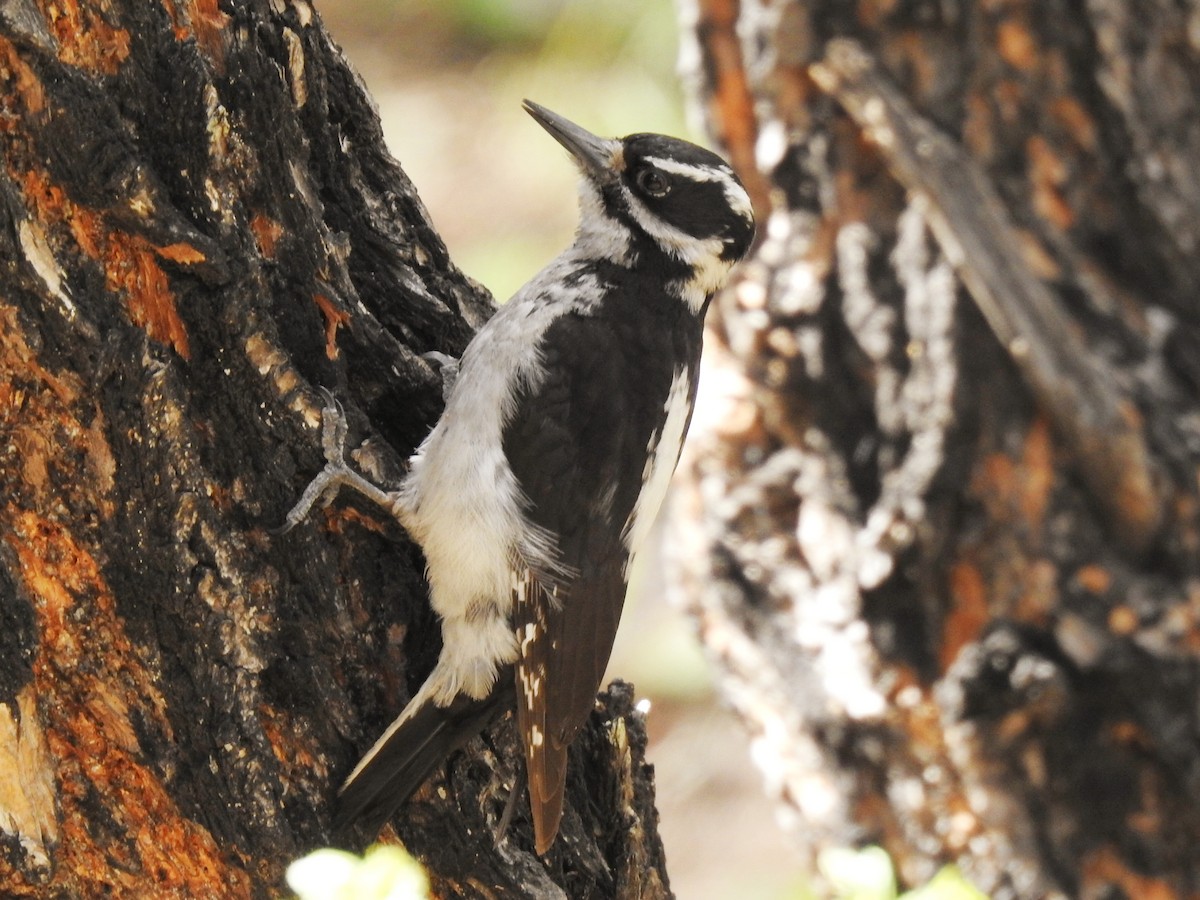 Hairy Woodpecker (Rocky Mts.) - Joel Gilb