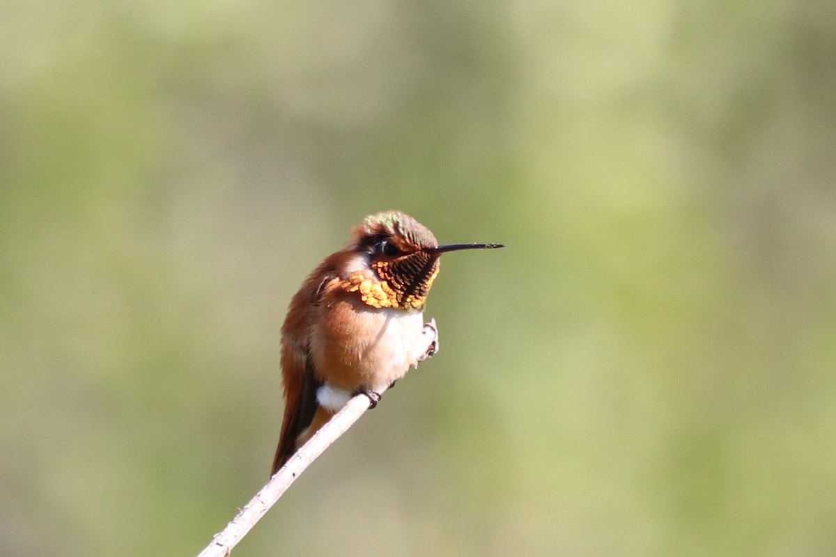 Rufous Hummingbird - Rosemary Clapham