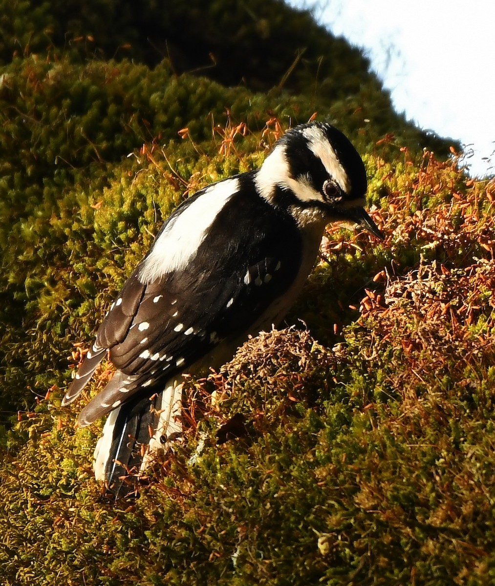 Downy Woodpecker - ML154304511
