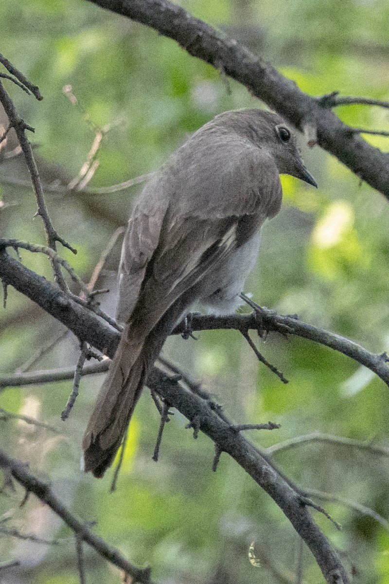 Townsend's Solitaire - Scott Young