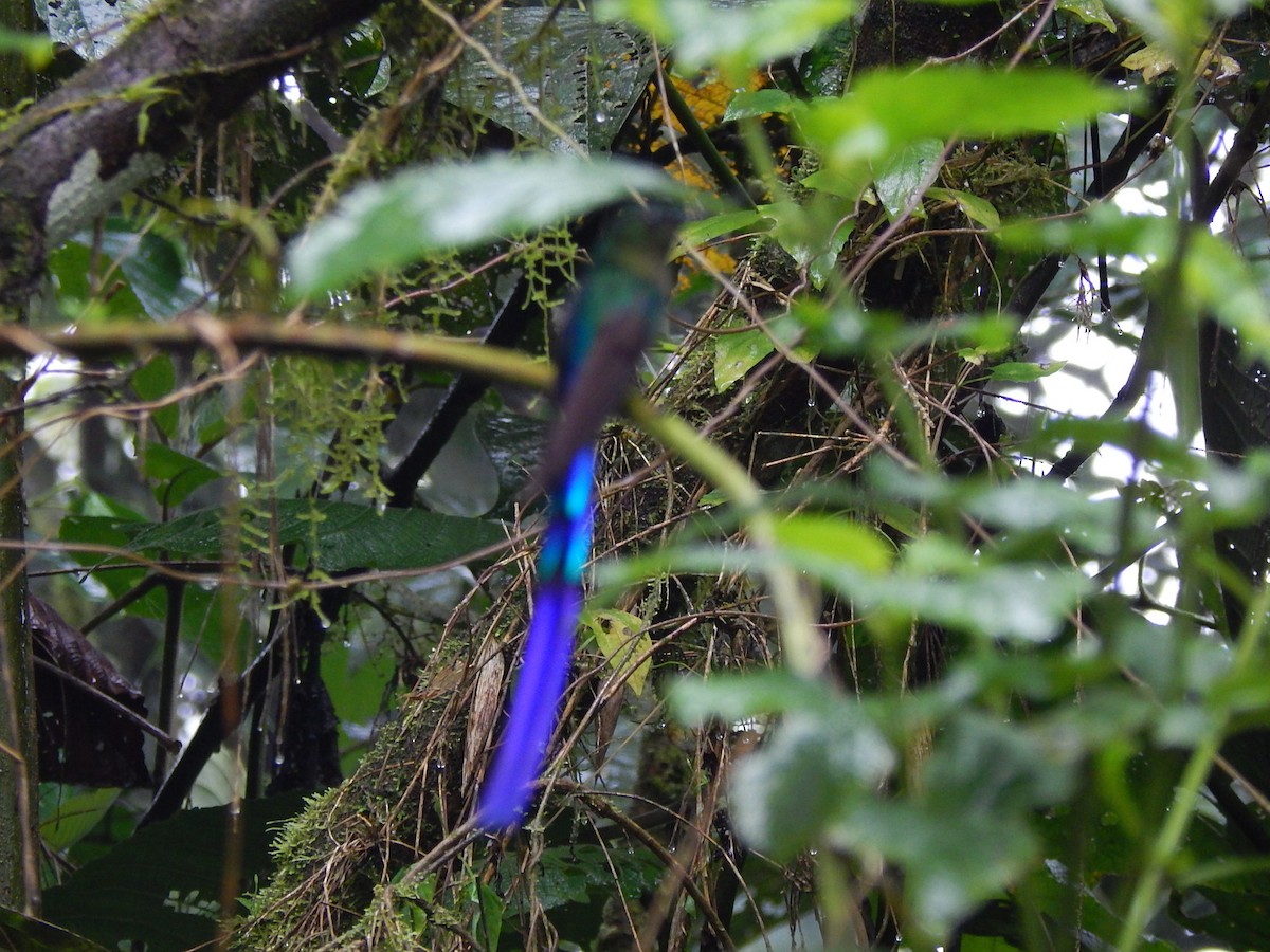 Violet-tailed Sylph - ML154311241