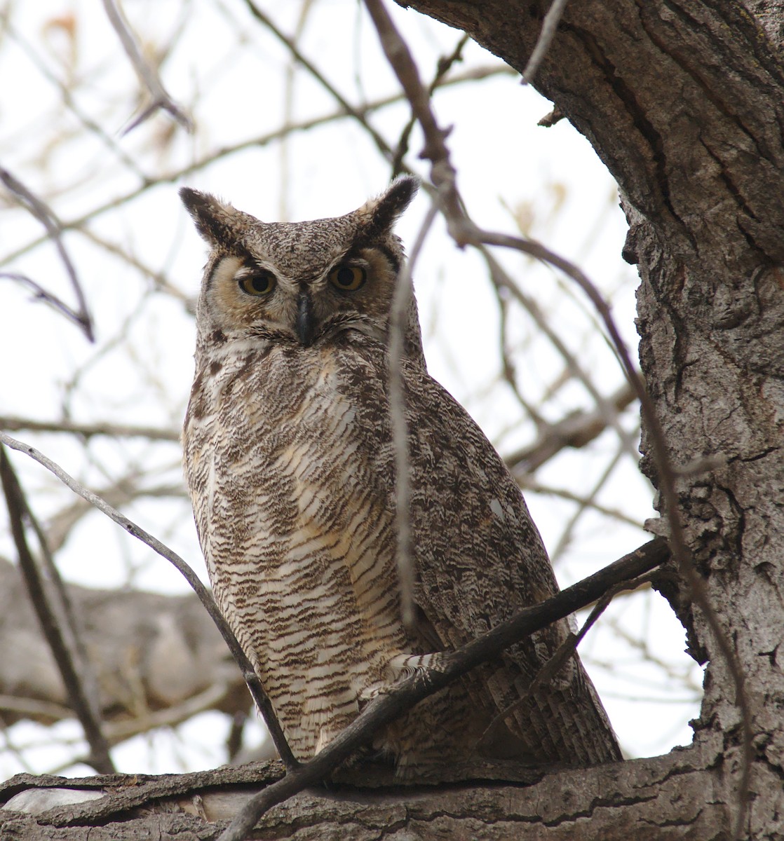 Great Horned Owl - ML154311781