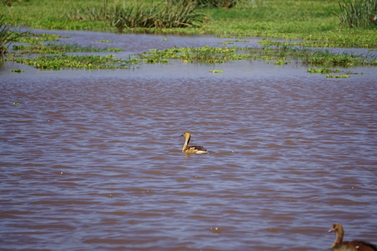 Fulvous Whistling-Duck - ML154313081