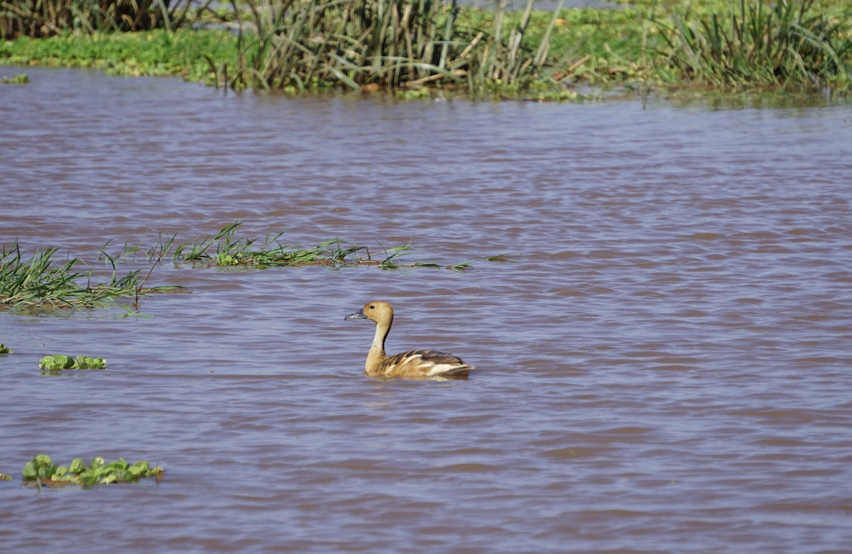 Fulvous Whistling-Duck - ML154313331