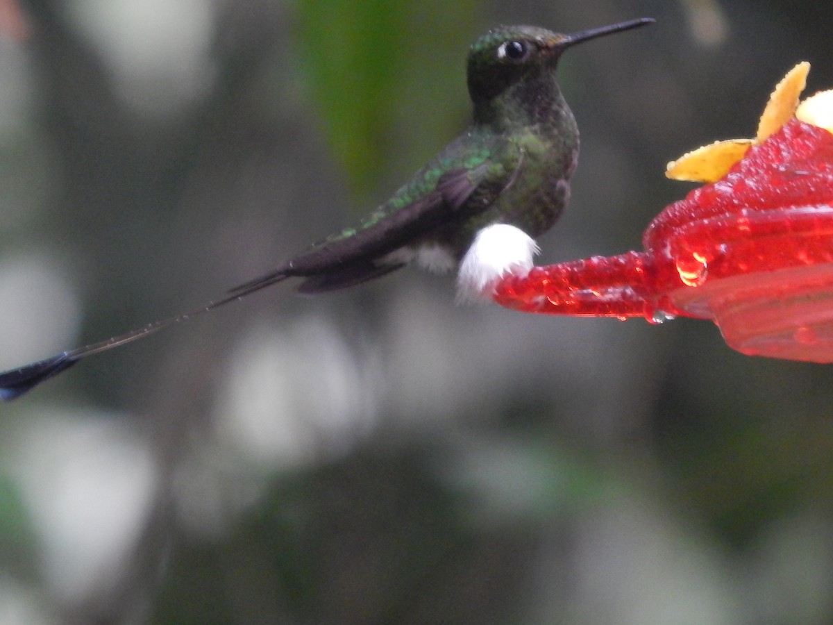 White-booted Racket-tail - ML154313471