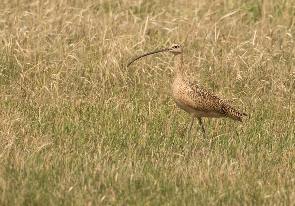 Long-billed Curlew - ML154315281
