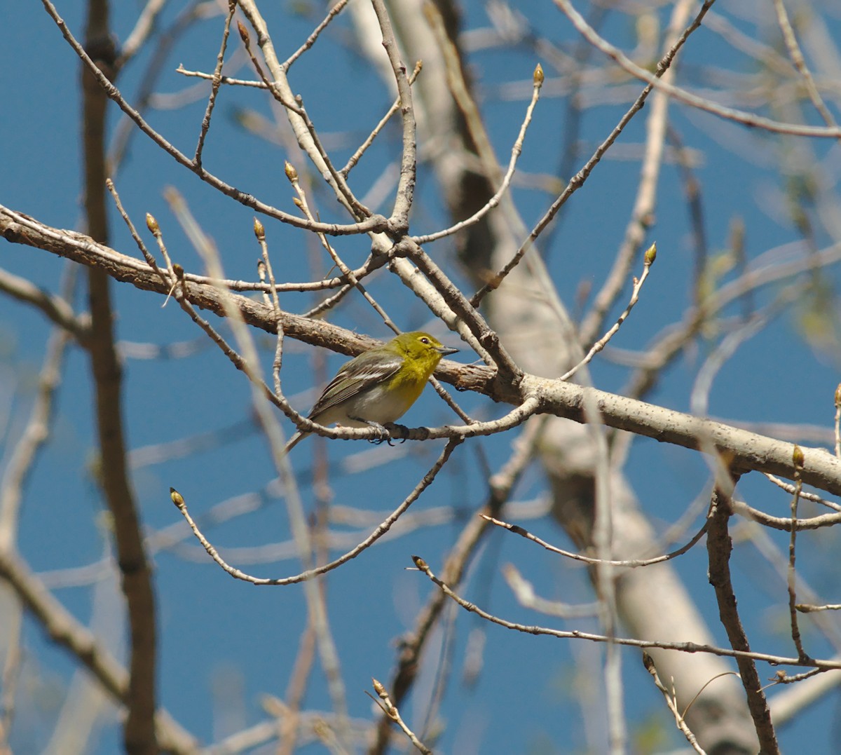 Yellow-throated Vireo - Eric Storms
