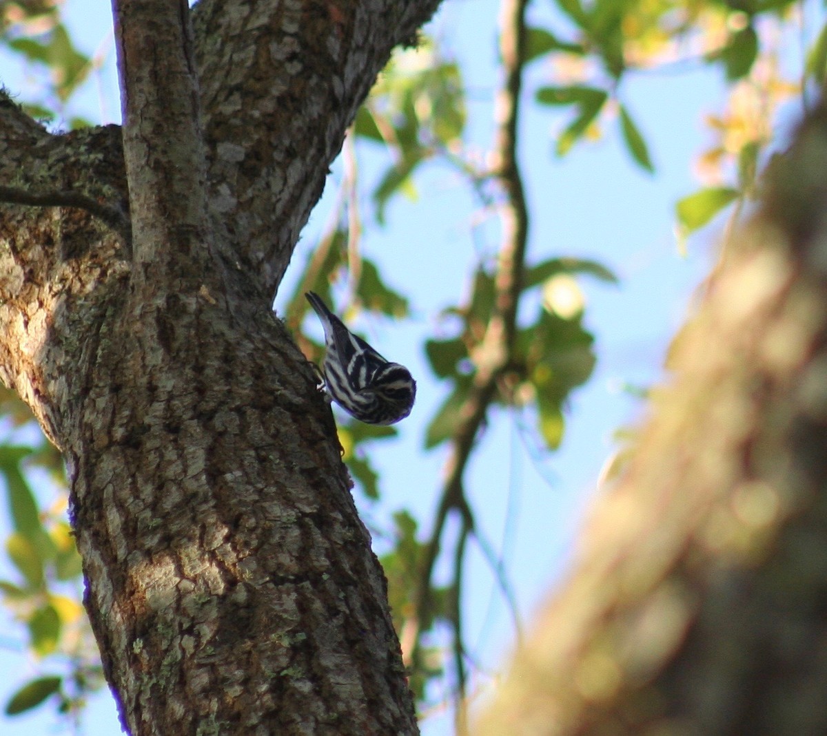 Black-and-white Warbler - ML154315921