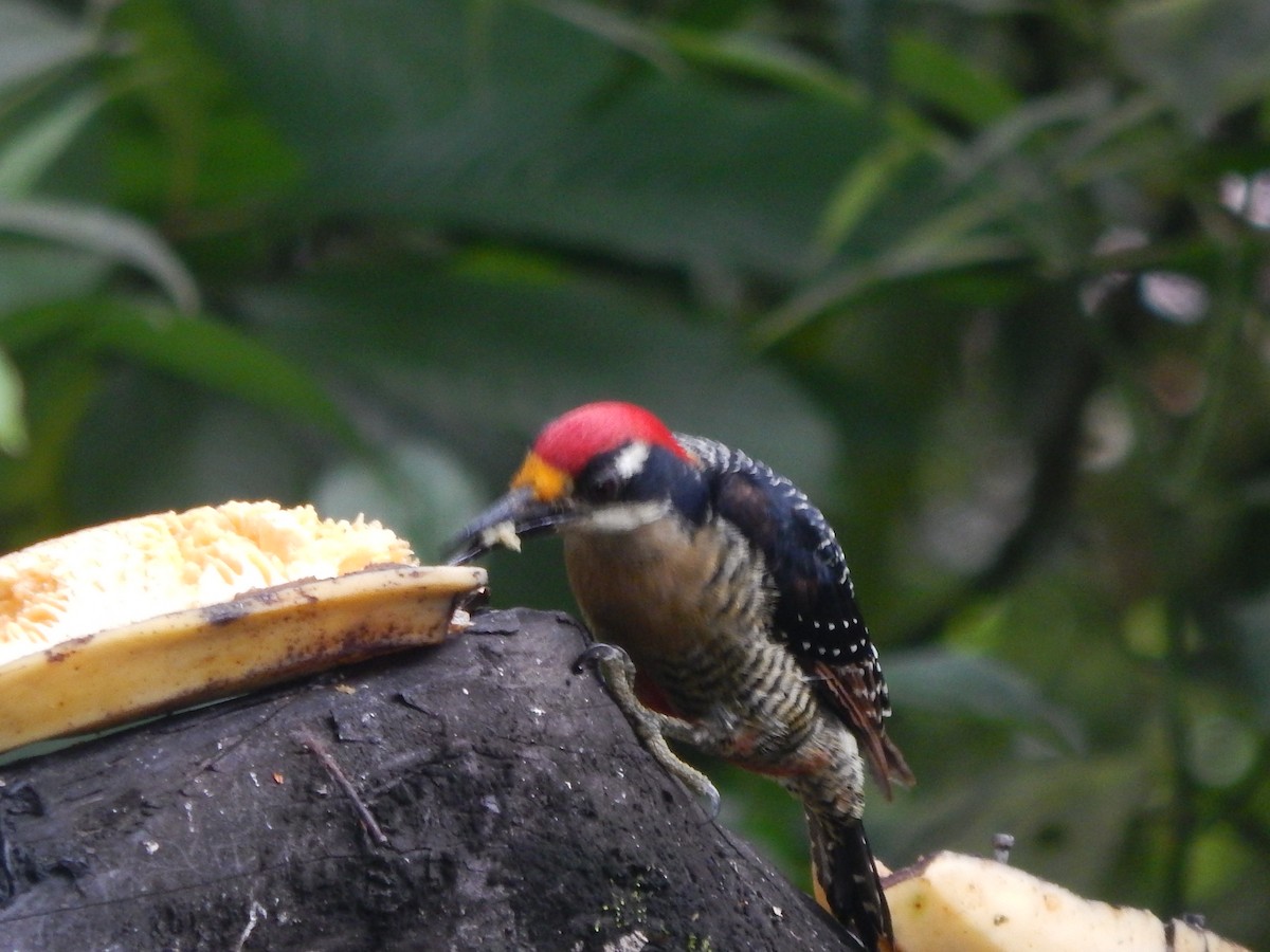 Black-cheeked Woodpecker - robert copeland