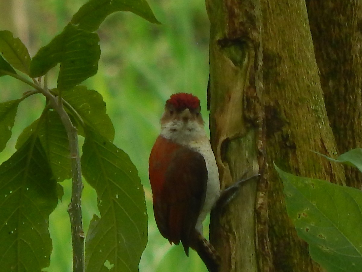 Scarlet-backed Woodpecker - ML154316171