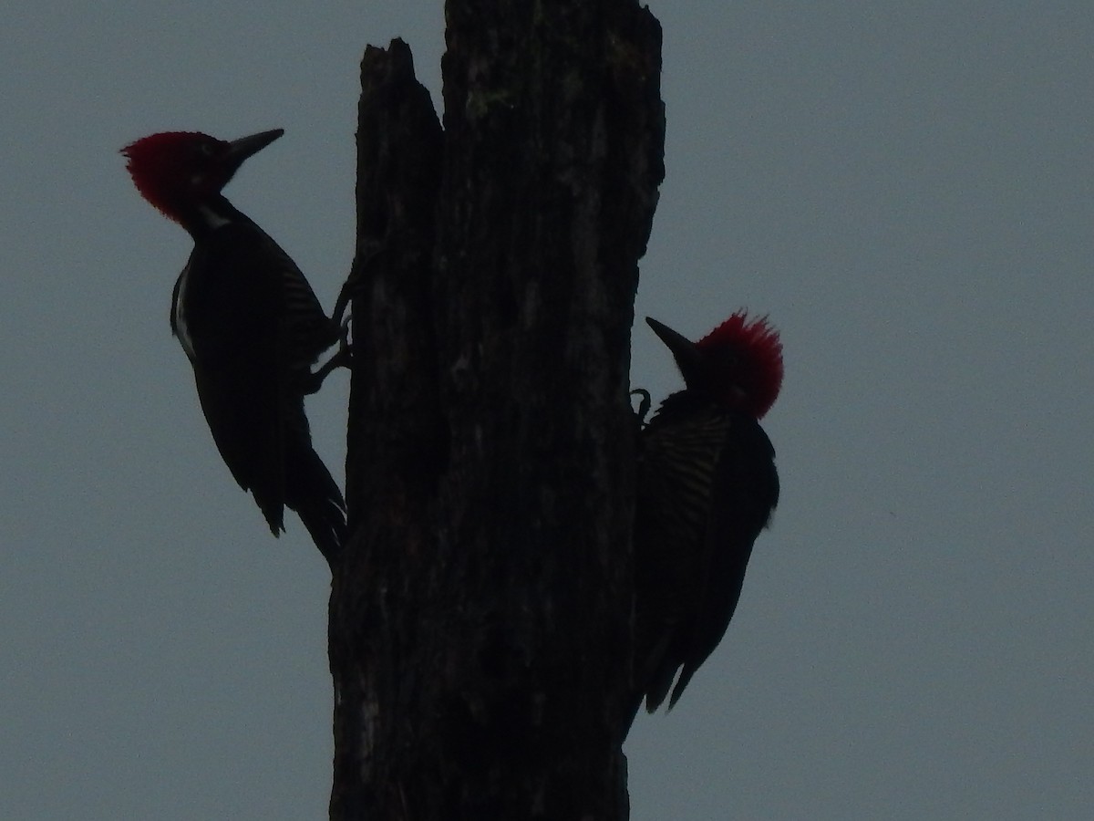 Guayaquil Woodpecker - ML154316331
