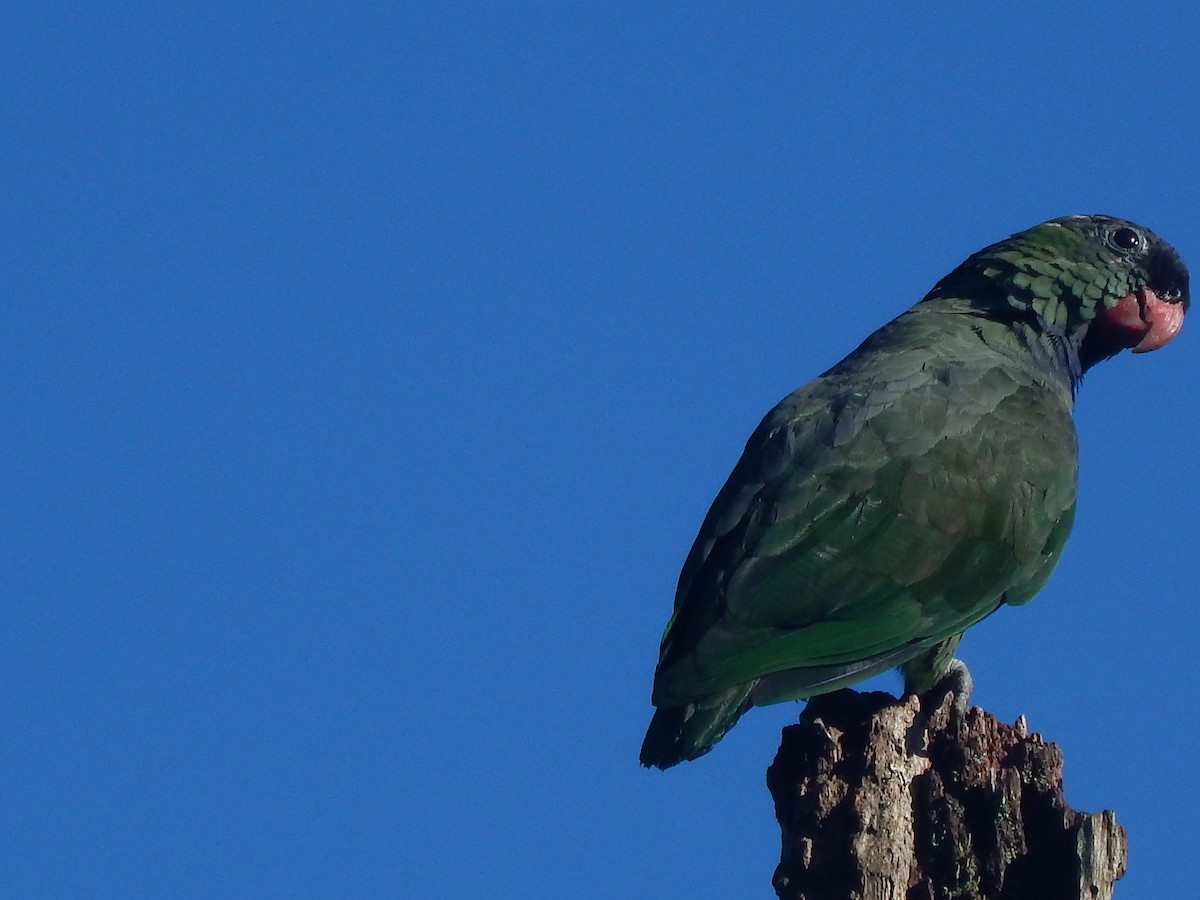 Red-billed Parrot - ML154316651