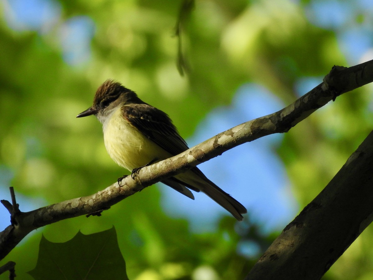 Great Crested Flycatcher - P Chappell
