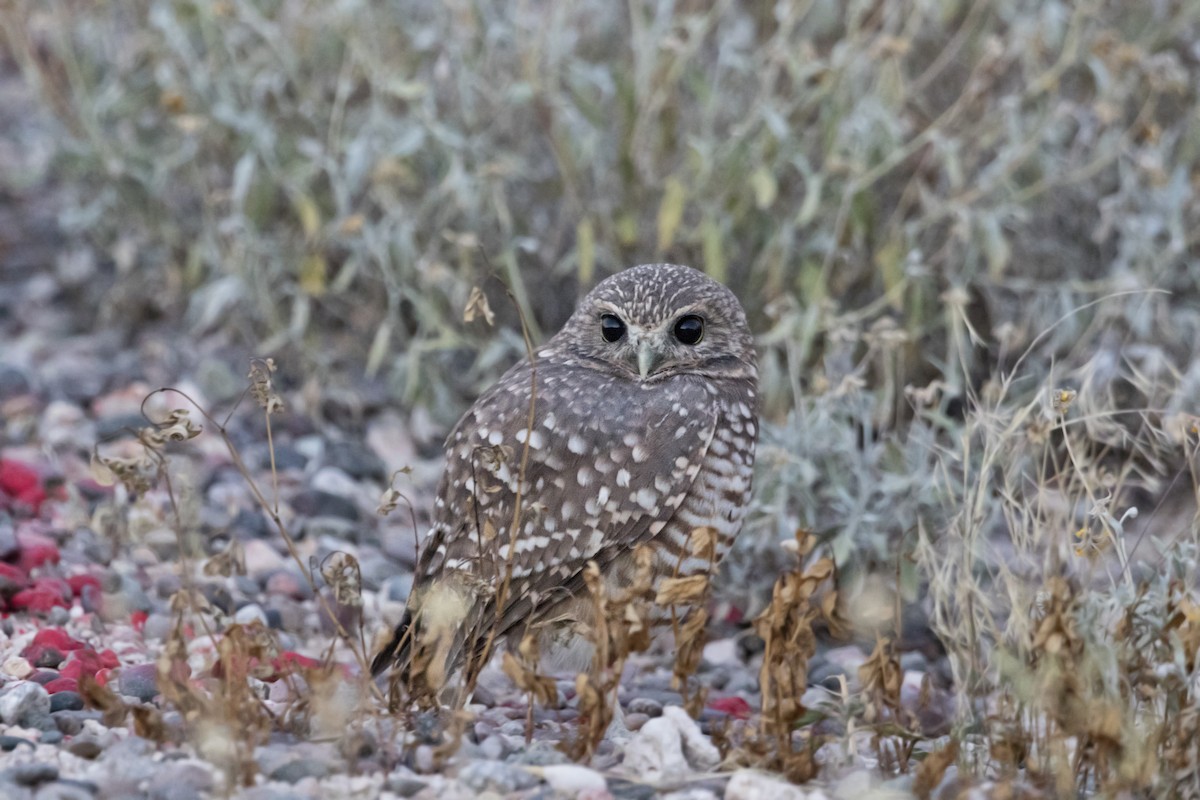 Burrowing Owl - ML154318531
