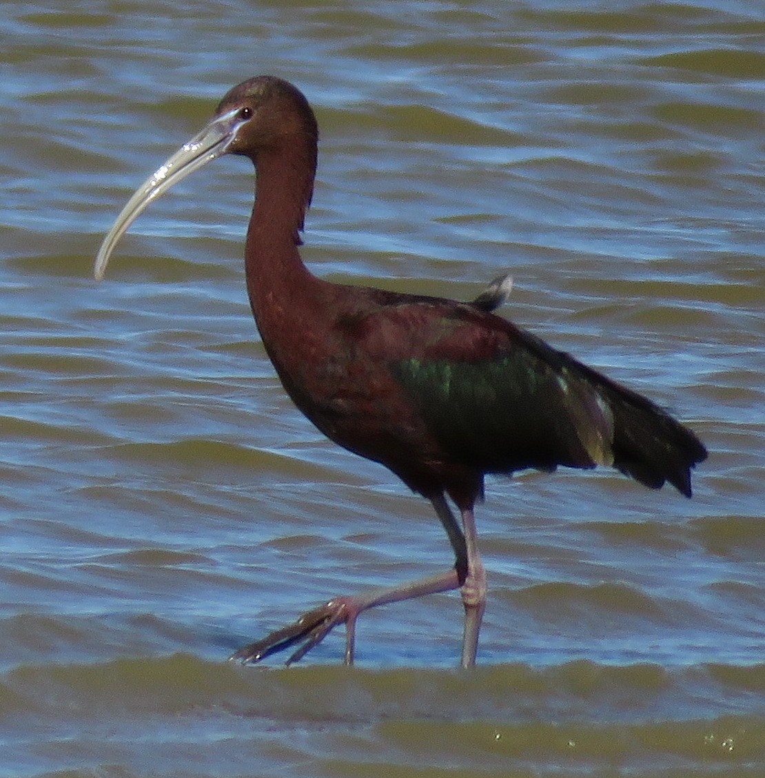 ibis hnědý - ML154318921