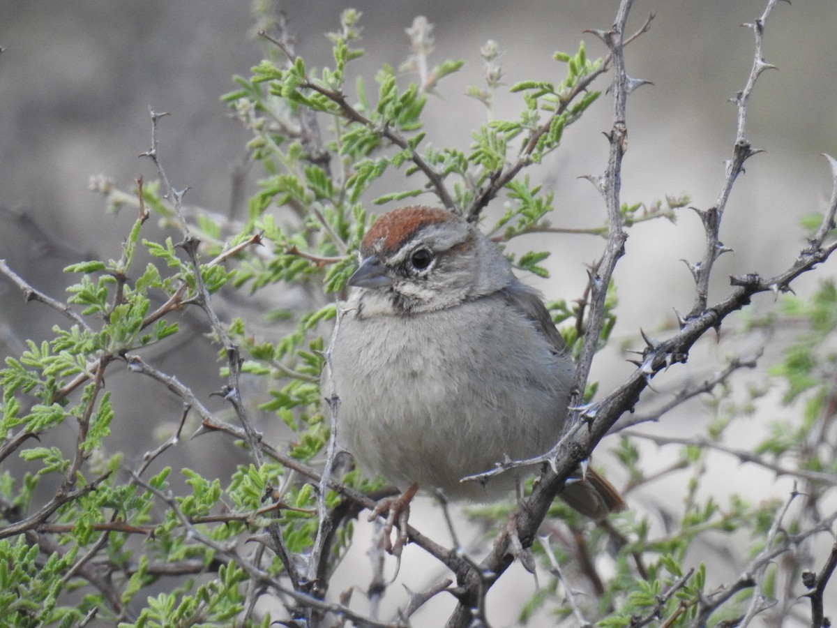 Rufous-crowned Sparrow - Bob Nieman