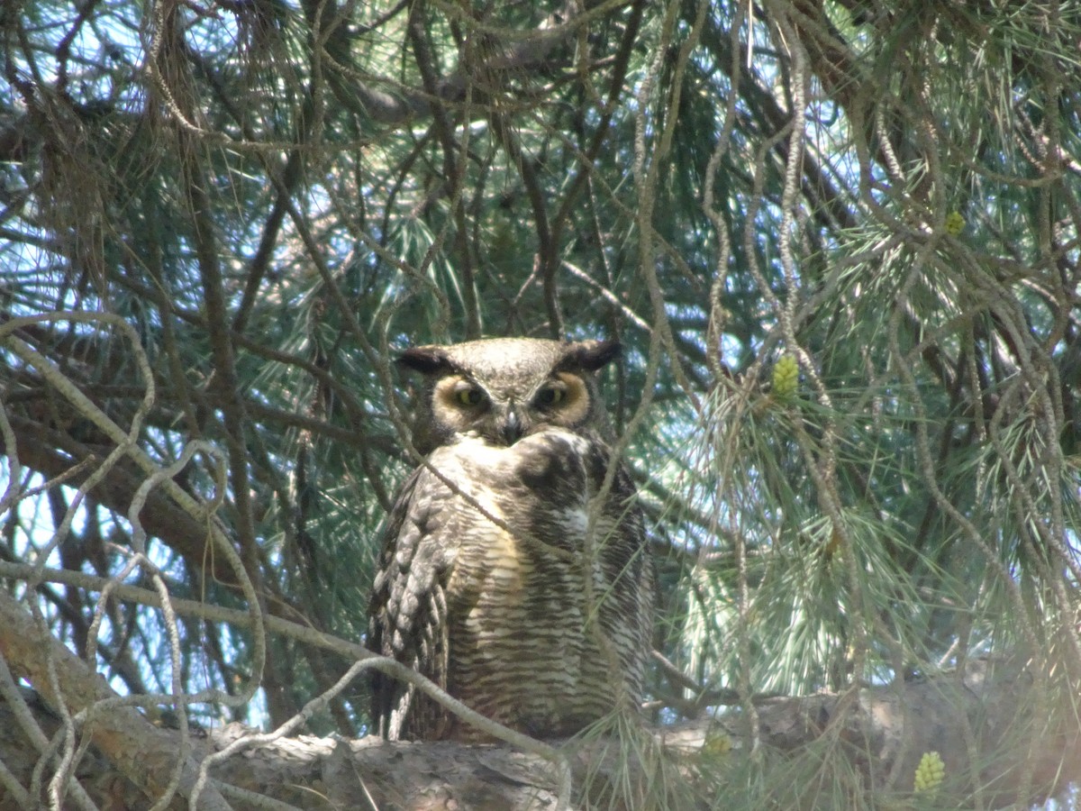 Great Horned Owl - Lois Brunet