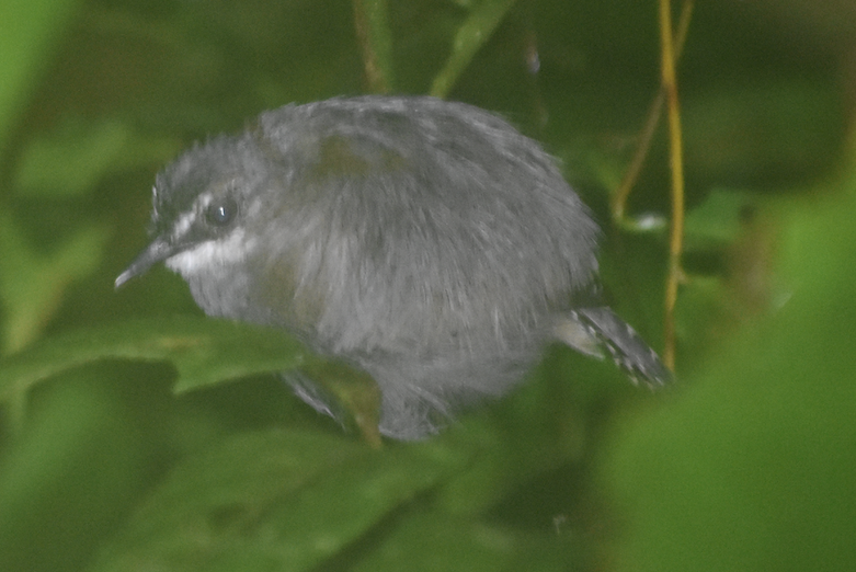 White-throated Antbird - ML154321771