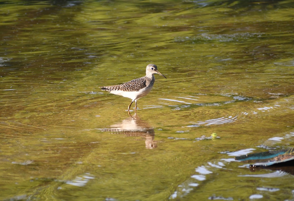 Solitary Sandpiper - P Chappell