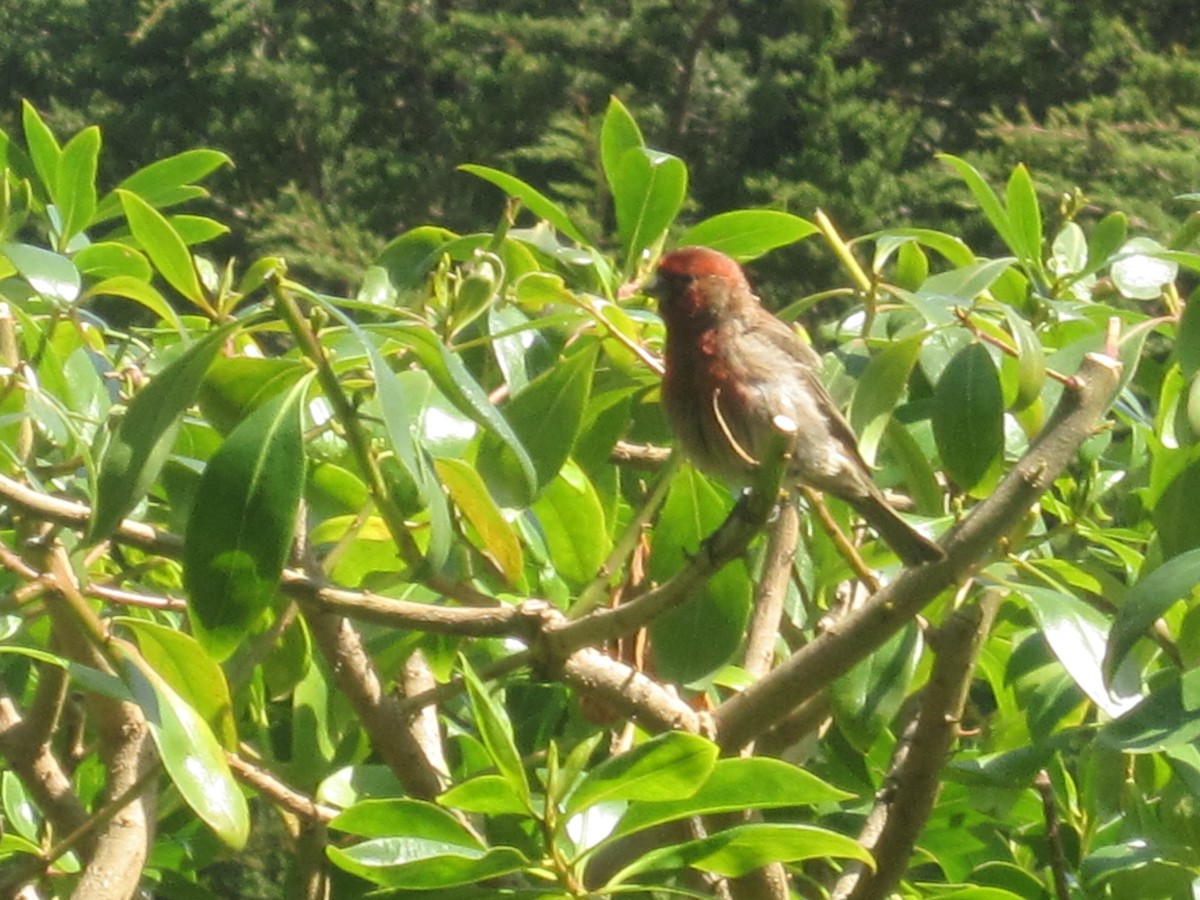 House Finch - Uday Sant
